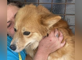 Süß - Süßer - „ZOE“ Zuhause auf Lebzeit gesucht