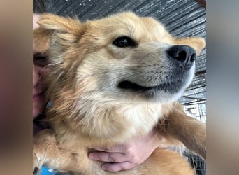 Süß - Süßer - „ZOE“ Zuhause auf Lebzeit gesucht