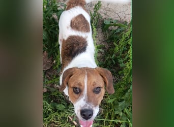 Beagle Mix „Freddy“  -  toller Familienanschluss gesucht