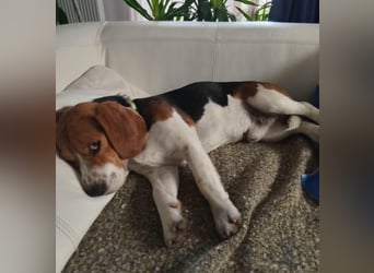 Beagle-Mix " NINO " - toller Bub und soooo lieb