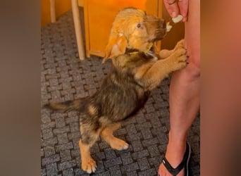 Banja - kleine Dackel-Mix Beinchen auf der Suche nach ihrem Glück