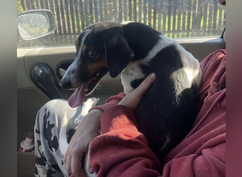 Pongo - Jack Russel Mix im Pünktchen Design