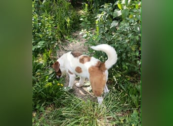 Beagle Mix „Freddy“  -  toller Familienanschluss gesucht