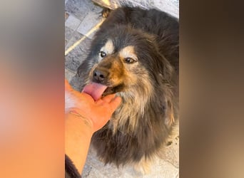 Herzbube Jack – sucht ein Zuhause für immer