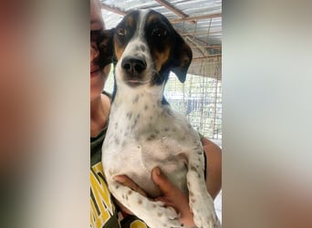 Pongo - Jack Russel Mix im Pünktchen Design