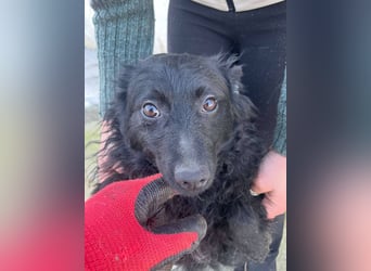 Aila – schwarze Schönheit sucht ein Zuhause