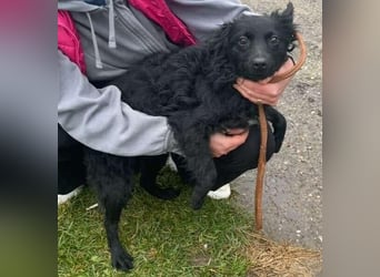 Aila – schwarze Schönheit sucht ein Zuhause