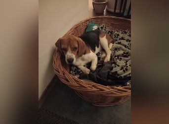 Beagle-Mix " NINO " - toller Bub und soooo lieb