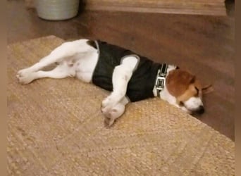 Beagle-Mix " NINO " - toller Bub und soooo lieb
