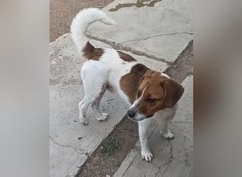 Beagle Mix „Freddy“  -  toller Familienanschluss gesucht