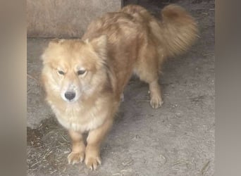 Süß - Süßer - „ZOE“ Zuhause auf Lebzeit gesucht