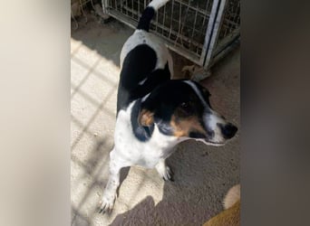 Pongo - Jack Russel Mix im Pünktchen Design