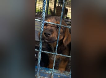 Banja - kleine Dackel-Mix Beinchen auf der Suche nach ihrem Glück