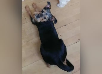 Ein süßer Fratz – das ist EDY