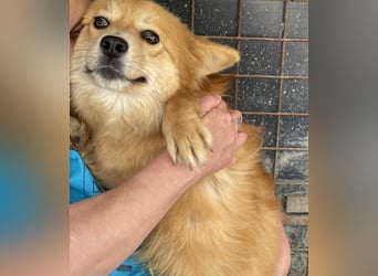 Süß - Süßer - „ZOE“ Zuhause auf Lebzeit gesucht