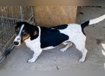 Pongo - Jack Russel Mix im Pünktchen Design