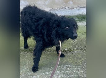 Aila – schwarze Schönheit sucht ein Zuhause