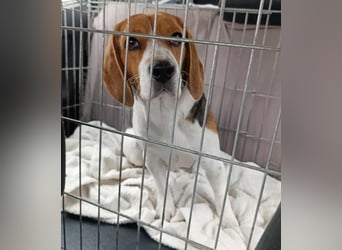 Beagle-Mix " NINO " - toller Bub und soooo lieb