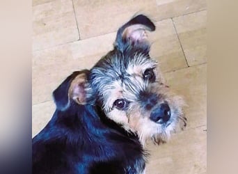 Ein süßer Fratz – das ist EDY