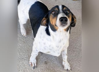 Pongo - Jack Russel Mix im Pünktchen Design