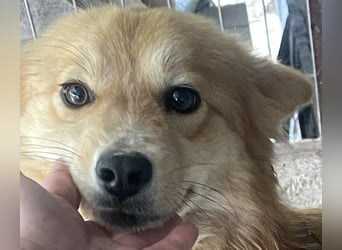Süß - Süßer - „ZOE“ Zuhause auf Lebzeit gesucht