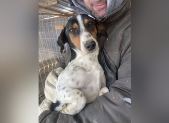 Pongo - Jack Russel Mix im Pünktchen Design