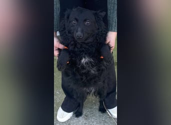 Aila – schwarze Schönheit sucht ein Zuhause