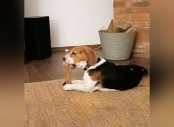 Beagle-Mix " NINO " - toller Bub und soooo lieb