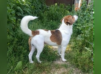 Beagle Mix „Freddy“  -  toller Familienanschluss gesucht