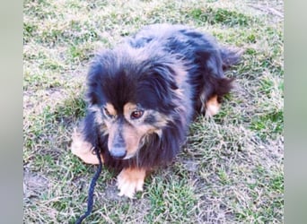 Herzbube Jack – sucht ein Zuhause für immer