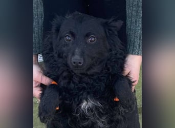 Aila – schwarze Schönheit sucht ein Zuhause