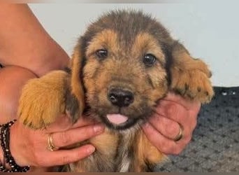 Banja - kleine Dackel-Mix Beinchen auf der Suche nach ihrem Glück
