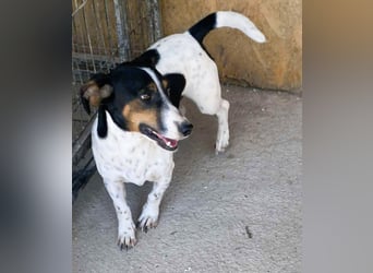 Pongo - Jack Russel Mix im Pünktchen Design