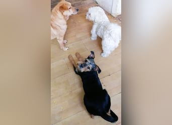 Ein süßer Fratz – das ist EDY