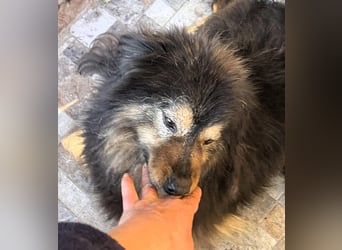 Herzbube Jack – sucht ein Zuhause für immer