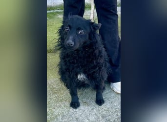 Aila – schwarze Schönheit sucht ein Zuhause