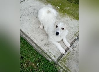 Funny – zuckersüßes Hundemädchen mit Lakritznase