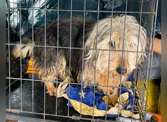 Friedwart – kleiner Herzensbrecher sucht ein Plätzchen