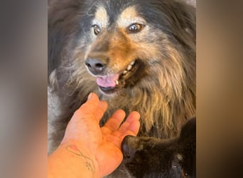 Herzbube Jack – sucht ein Zuhause für immer