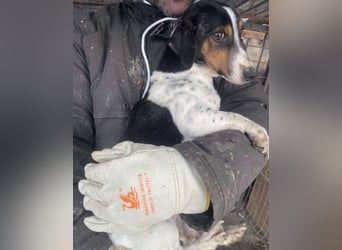 Pongo - Jack Russel Mix im Pünktchen Design