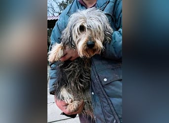 Friedwart – kleiner Herzensbrecher sucht ein Plätzchen