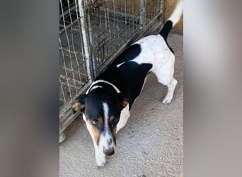 Pongo - Jack Russel Mix im Pünktchen Design