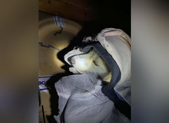 Funny – zuckersüßes Hundemädchen mit Lakritznase