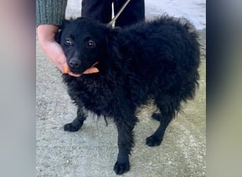 Aila – schwarze Schönheit sucht ein Zuhause