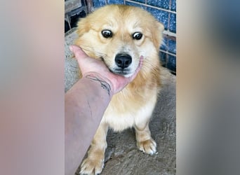 Süß - Süßer - „ZOE“ Zuhause auf Lebzeit gesucht