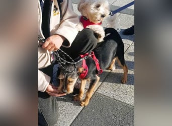 Ein süßer Fratz – das ist EDY