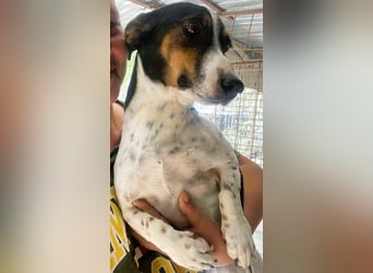 Pongo - Jack Russel Mix im Pünktchen Design