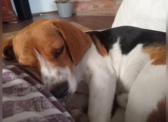 Beagle-Mix " NINO " - toller Bub und soooo lieb
