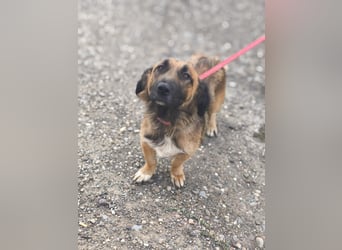 *Fred*kleiner Charmeur sucht das große Glück