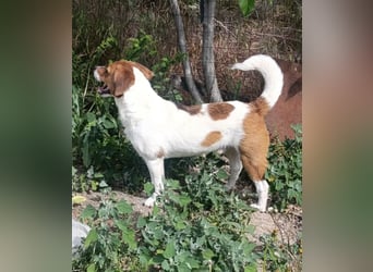 Beagle Mix „Freddy“  -  toller Familienanschluss gesucht